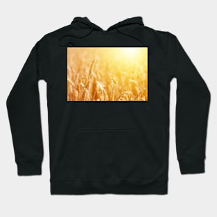 Mature ear of wheat at golden sunrise Hoodie